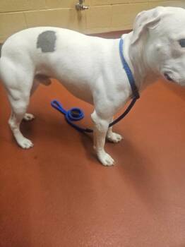 Tucker -  Mixed Breed Dog for Adoption in Douglasville, Georgia - Tucker | PetCurious