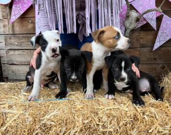 Grand Ol Opry Boys -  Pit Bull Terrier Dog for Adoption in Portland, Oregon - Grand Ol Opry Boys | PetCurious