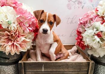 Rescue Beagle and Chihuahua Dogs for Adoption in Newberg, Oregon - Hickory | PetCurious