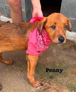 Penny -  German Shepherd Dog and Foxhound Dog for Adoption in Harrison City, Pennsylvania - Penny | PetCurious