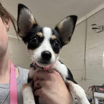 Georgia -  Chihuahua and Mixed Breed Dog for Adoption in Clanton, Alabama - Georgia | PetCurious