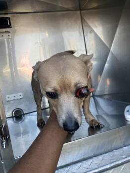 MING -  Mixed Breed Dog for Adoption in Dallas, Texas - MING | PetCurious