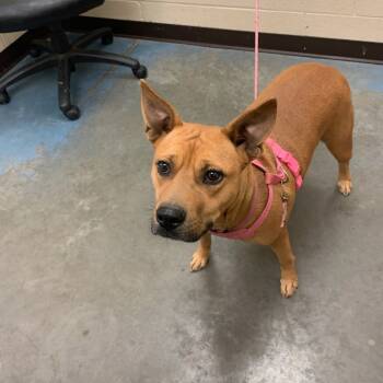 Rescue Mixed Breed Dogs for Adoption in Memphis, Tennessee - HONEY | PetCurious