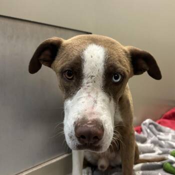 Mixed Breed Dogs Available for Adoption in Flagstaff, Arizona - Peanut | PetCurious