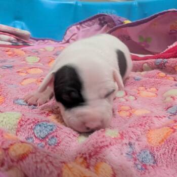 Kermit -  Terrier Dog for Adoption in Jasper, Indiana - Kermit | PetCurious