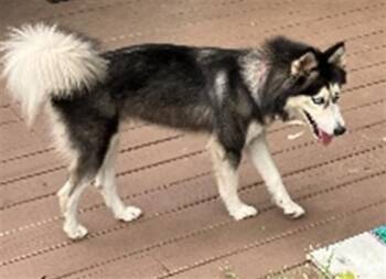 SKYLAR -  Klee Kai Dog for Adoption in St. Cloud, Florida - SKYLAR | PetCurious