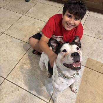 Dixie (goofy, funny, smart, and sweet) -  American Bulldog and Pit Bull Terrier Dog for Adoption in Grand Rapids, Michigan - Dixie (goofy, Funny, Smart, And Sweet) | PetCurious