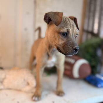 Pug and Jack Russell Terrier Dogs Available for Adoption in Atlanta, Texas - Millie | PetCurious