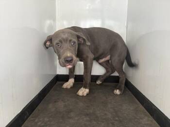 TROOPER -  Pit Bull Terrier and Mixed Breed Dog for Adoption in Visalia, California - TROOPER | PetCurious