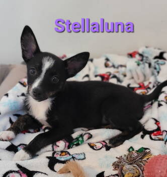 Rescue Australian Shepherd and Rat Terrier Dogs for Adoption in WDM, Iowa - Stellaluna | PetCurious