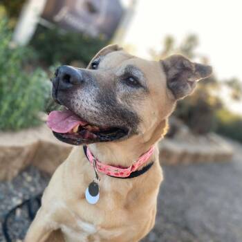 Labrador Retriever Dogs Available for Adoption - Charlee | PetCurious