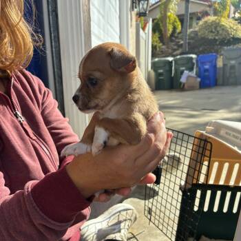 Rescue Chihuahua Dogs for Adoption in Oceanside, California - Dove | PetCurious