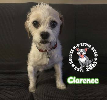 Clarence -  Terrier Dog for Adoption in Omaha, Nebraska - Clarence | PetCurious