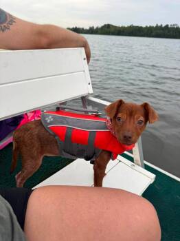 Ariah -  Chihuahua Dog for Adoption in Grand Forks, North Dakota - Ariah | PetCurious