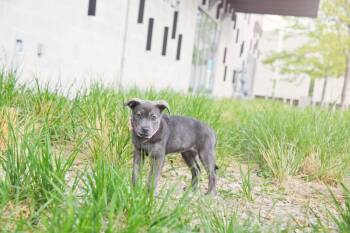 Labrador Retriever Dogs Available for Adoption in Salt Lake City, Utah - Mazy | PetCurious