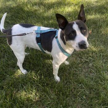 Diamond -  American Staffordshire Terrier Dog for Adoption in Lancaster, South Carolina - Diamond | PetCurious