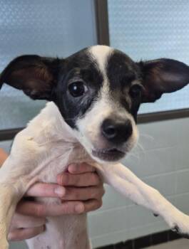 Pen 218 Opal -  Chihuahua Dog for Adoption in Lawrenceville, Georgia - Pen 218 Opal | PetCurious