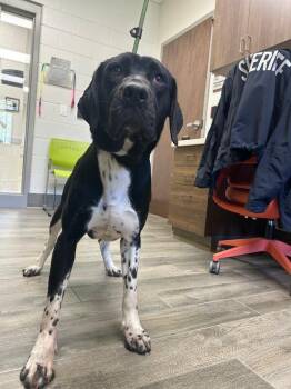 Great Dane Dogs Available for Adoption - Brody | PetCurious