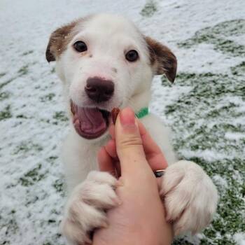 Border Collie and Australian Cattle Dog Blue Heeler Dogs Available for Adoption - Pickles | PetCurious