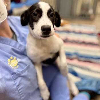 Cinderellie -  Great Pyrenees and Mixed Breed Dog for Adoption in Wantagh, New York - Cinderellie | PetCurious