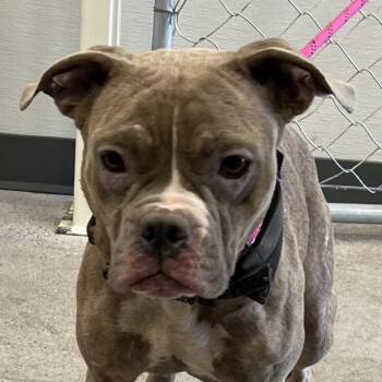 111101 -  Mixed Breed Dog for Adoption in Las Cruces, New Mexico - 111101 | PetCurious