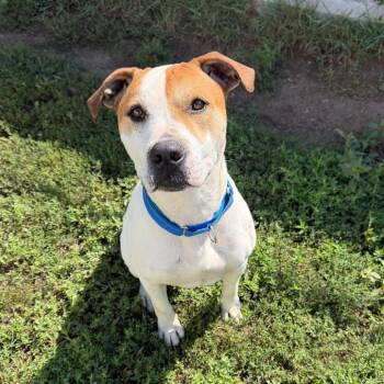 Luke -  Pointer and Pit Bull Terrier Dog for Adoption in Wadena, Minnesota - Luke | PetCurious