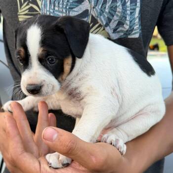 Mixed Breed Dogs Available for Adoption in Sarasota, Florida - Roly Poly | PetCurious