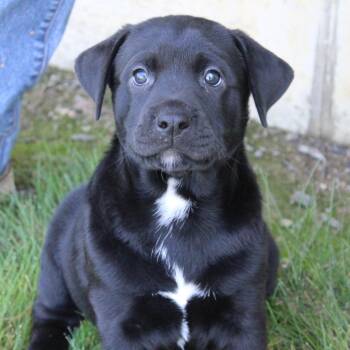 Black Labrador Retriever Dogs Available for Adoption in Eaton, Ohio - Cornell | PetCurious