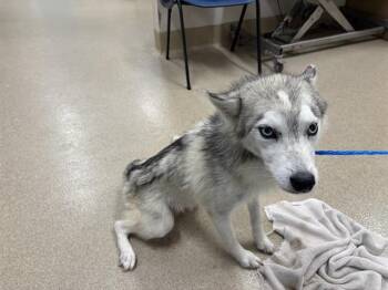 URSA -  Siberian Husky and Mixed Breed Dog for Adoption in Grand Prairie, Texas - URSA | PetCurious