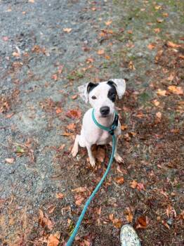 Zoey -  Mixed Breed Dog for Adoption in Elizabethtown, North Carolina - Zoey | PetCurious