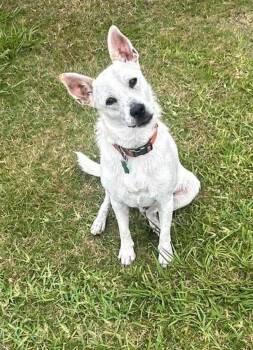 Rescue Australian Cattle Dog Blue Heeler Dogs for Adoption in Spring, Texas - Beasley | PetCurious