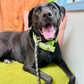 Mia -  Black Labrador Retriever and None Dog for Adoption in Lebanon, Missouri - Mia | PetCurious