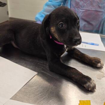 Javadi -  Hound Dog Available for Adoption in Chattanooga, Tennessee - Javadi | PetCurious