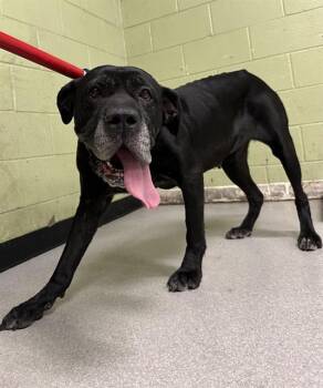 Rescue Mastiff Dogs for Adoption in Indianapolis, Indiana - MERCEDES | PetCurious
