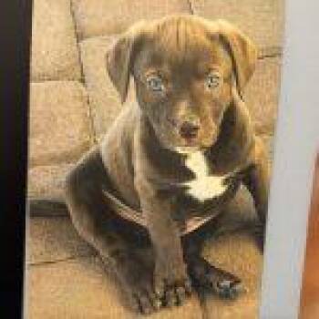 Barqs -  Australian Shepherd Dog for Adoption in Green Valley, Arizona - Barqs | PetCurious
