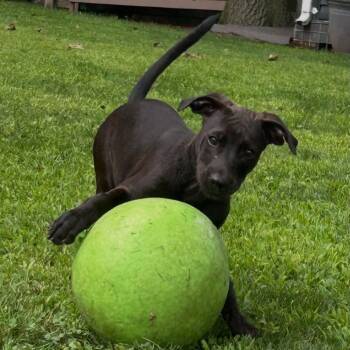 Tarzan -  Mixed Breed Dog for Adoption in Pleasant Valley, New York - Tarzan | PetCurious
