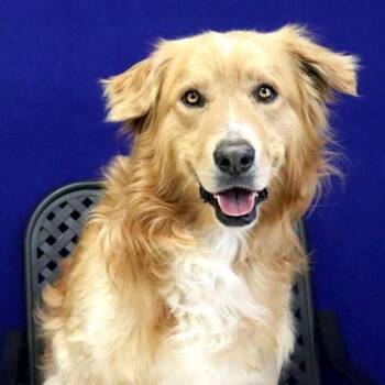 Golden Retriever Dogs Available for Adoption - Kodak | PetCurious