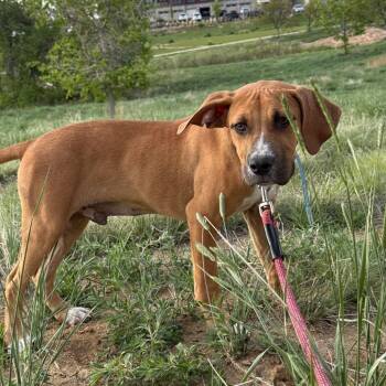 Boxer and Mixed Breed Dogs Available for Adoption in Parker, Colorado - 610 (2026) Graham | PetCurious