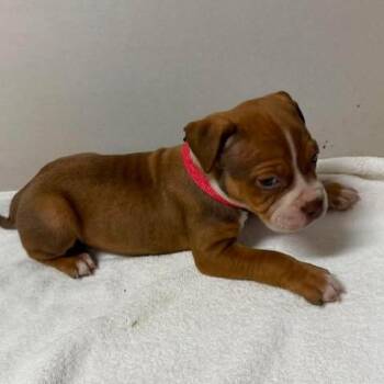 Skittles -  Pit Bull Terrier Dog for Adoption in Jarrettsville, Maryland - Skittles | PetCurious