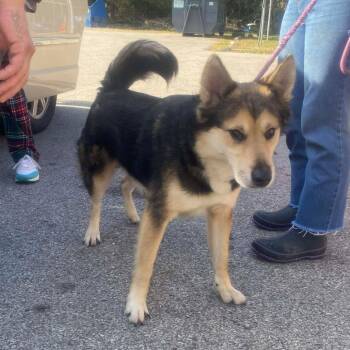Rescue Mixed Breed Dogs for Adoption in Huntington, West Virginia - Jasper | PetCurious