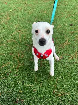 Archie -  Chihuahua Dog Available for Adoption in Wilmington, North Carolina - Archie | PetCurious