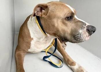 Pit Bull Terrier Dogs Available for Adoption - A652475 | PetCurious
