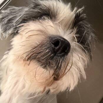 Bumble -  Mixed Breed Dog for Adoption in Davenport, Iowa - Bumble | PetCurious