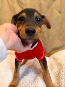 Immunity -  Mixed Breed Dog for Adoption in Dunmore, Pennsylvania - Immunity | PetCurious
