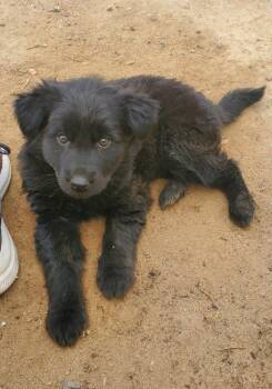 Retriever and Border Collie Dogs Available for Adoption in Fort Lupton, Colorado - Dumpling | PetCurious
