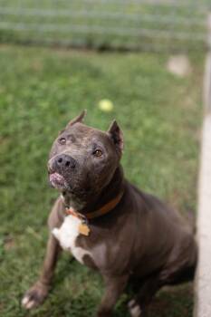 IZZY -  Pit Bull Terrier and American Staffordshire Terrier Dog for Adoption - IZZY | PetCurious