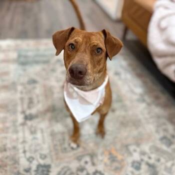 Tully Tilly Mini Party Pittie -  Mixed Breed and Pit Bull Terrier Dog for Adoption in Friendswood, Texas - Tully Tilly Mini Party Pittie | PetCurious