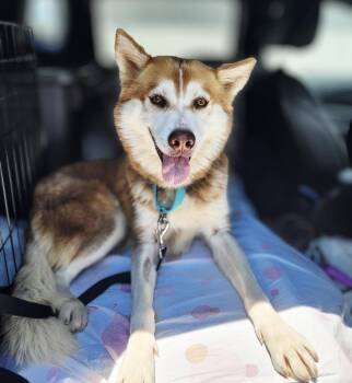 Maple -  Husky Dog for Adoption in Iron Ridge, Wisconsin - Maple | PetCurious