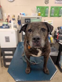 Nakoma (Big Mac) -  Mixed Breed Dog for Adoption in Mobile, Alabama - Nakoma (Big Mac) | PetCurious