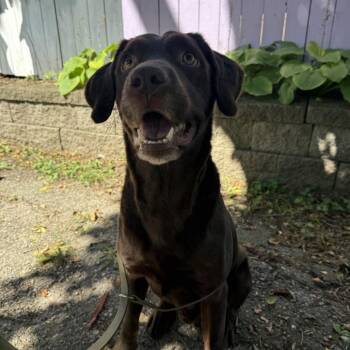 Bubba Gump -  Labrador Retriever Dog for Adoption in Madison, Wisconsin - Bubba Gump | PetCurious